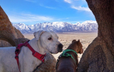 Met uw hond de Alabama Hills in Californië verkennen